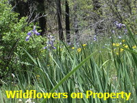 Wild Iris