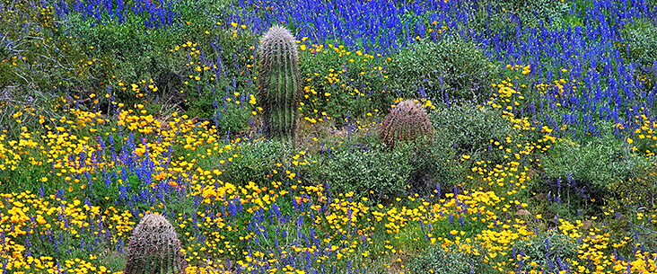 Desert in Bloom