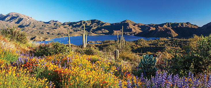 Desert Wildflowers Lake