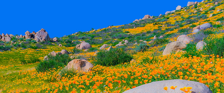 Poppies in Spring