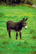 Mule
